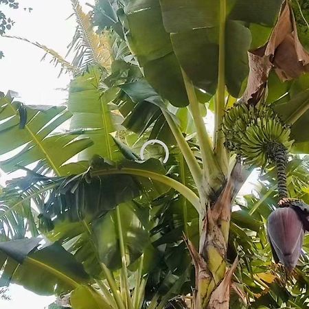 Pe De Pitanga - Unica Casa Arborizada Do Quarteirao Com Arvores Frutiferas Maringá Dış mekan fotoğraf