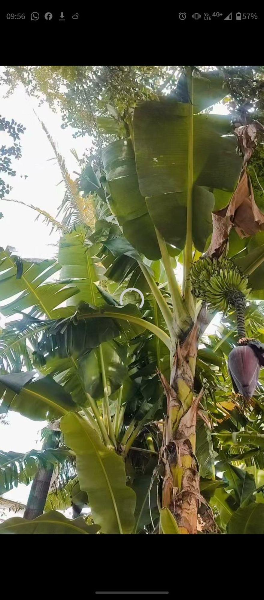 Pe De Pitanga - Unica Casa Arborizada Do Quarteirao Com Arvores Frutiferas Maringá Dış mekan fotoğraf